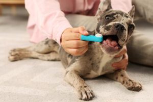 brushing dogs teeth on floor