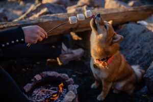 dog-licking-marshmallow-on-skewer-held-by-his-owner