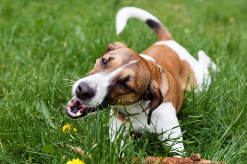 dog-eating-grass-while-laying-down